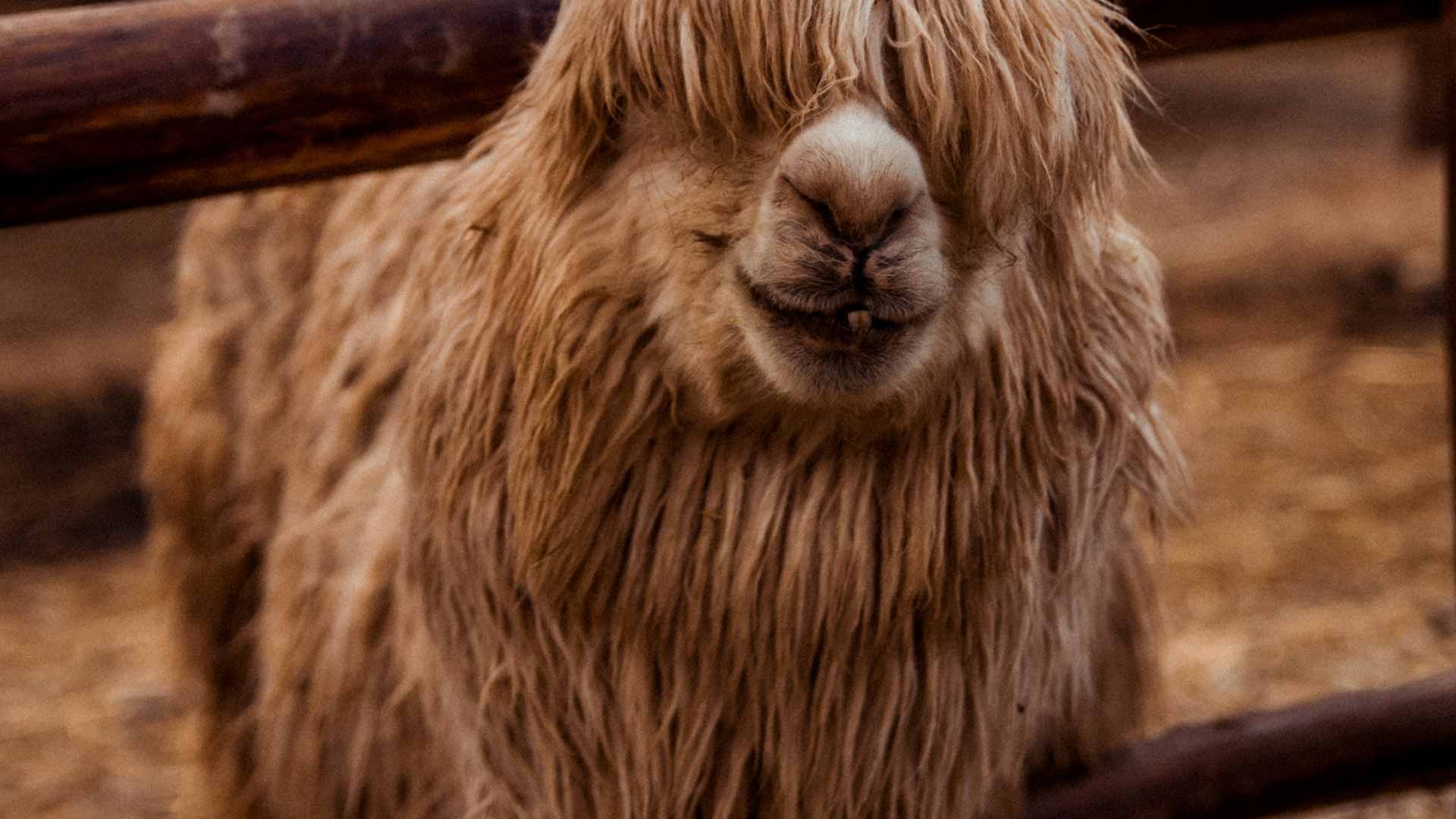 An alpaca looks at the camera with its head through two wooden palings in a fence to illustrate what the other side of COVID-19 looks like in the community sector