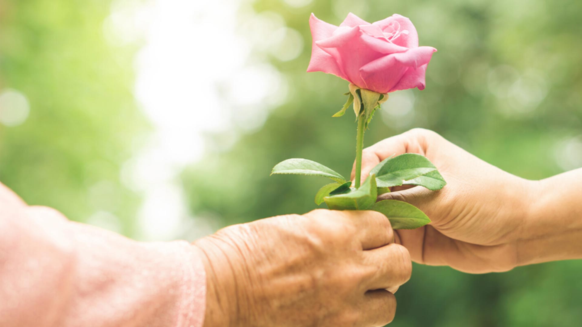 Aged Care Quality Standards: A close up image of two hands, a younger one gifting a pink rose to the older of the two
